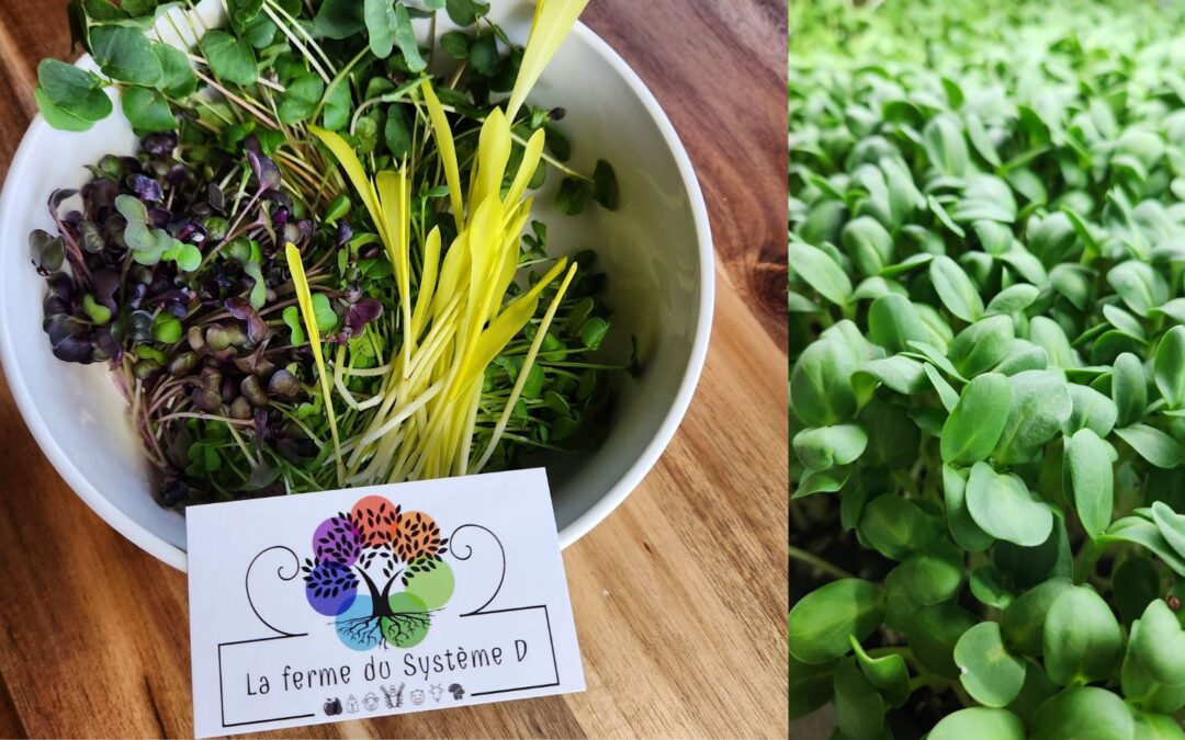 La Ferme du Système D