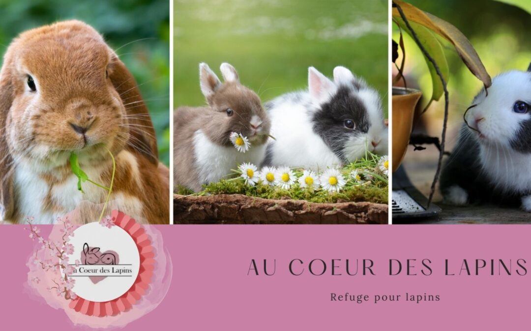 Au cœur des lapins